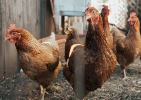 MS descarta suspeita de gripe avi&aacute;ria em Amambai