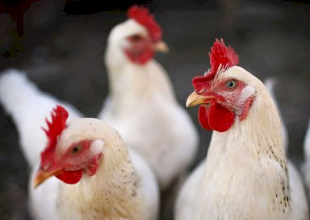 FAO: caso de gripe aviária no Brasil marca nova etapa do vírus