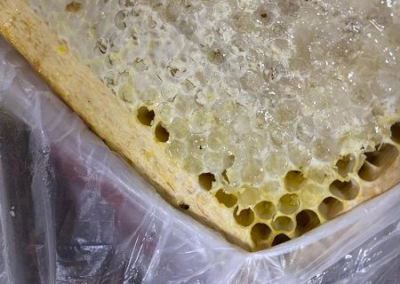 Vigiagro impede a entrada de besouro exótico no Brasil