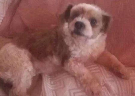 Ap&oacute;s ser levada e vendida por R$ 20, Luna retorna para casa