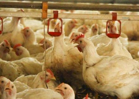 China suspende compra de frango no Brasil e "bloqueio" preocupa MS