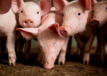 Suínos: preços do animal vivo e da carne voltam a cair