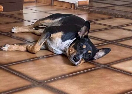 Cachorra Gaia &eacute; encontrada ap&oacute;s uma semana desaparecida na Capital