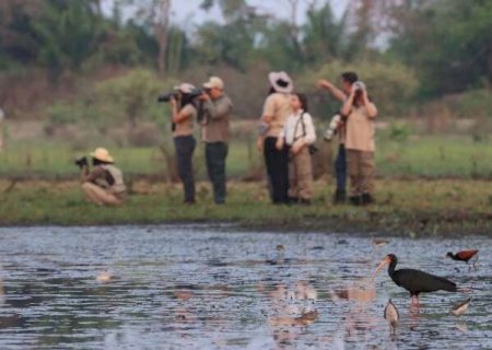 Global Big Day: maior evento de observa&ccedil;&atilde;o de aves do mundo movimenta MS