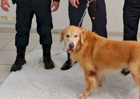C&atilde;es s&atilde;o usados para acolher crian&ccedil;as v&iacute;timas de viol&ecirc;ncia durante depoimento