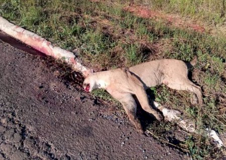 Onça-parda morre atropelada na MS-384 e reforça alerta sobre risco em rodovias de MS