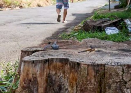 T&iacute;tulo de &ldquo;mais arborizada&rdquo; contrasta com lixo e tocos de &aacute;rvores pelas ruas