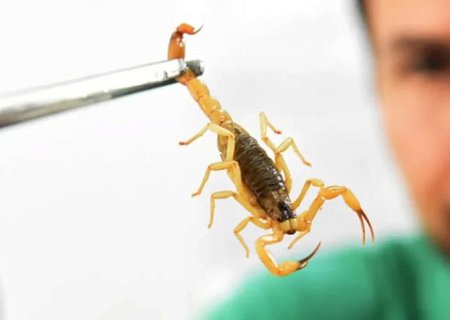 Escorpiões são responsáveis por 3 em cada 4 acidentes com animais peçonhentos em MS