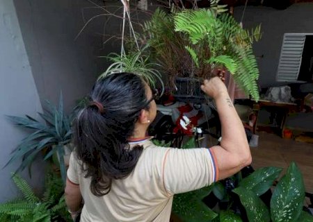 Dengue mata mais tr&ecirc;s em MS e total de &oacute;bitos chega a 15 no ano