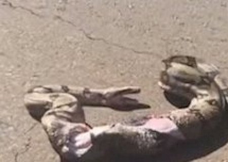 V&iacute;deo mostra jiboia agonizando ap&oacute;s atropelamento na Avenida do Poeta