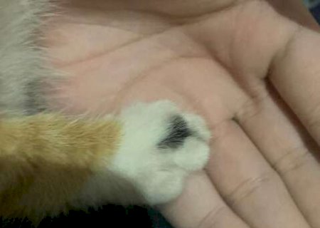 Com mancha em forma de cora&ccedil;&atilde;o na pata, gatinha tricolor desaparece no Tijuca