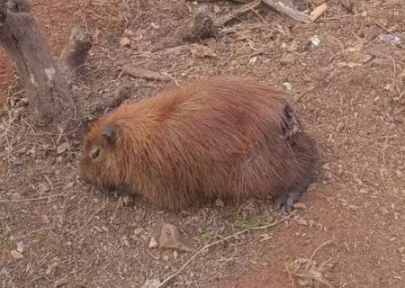 Com ferida aberta, capivara aguarda resgate &agrave;s margens do Lago do Amor