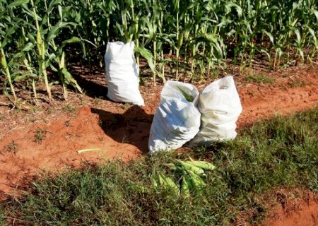 Produtor flagra furto de milho em lavoura às margens da BR-163 em Dourados