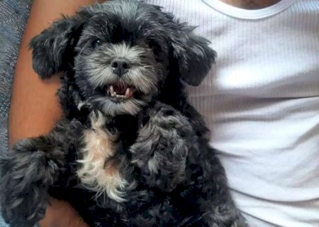 Mundo Pet: Voc&ecirc; acha que c&atilde;es e gatos idosos tamb&eacute;m t&ecirc;m cio?