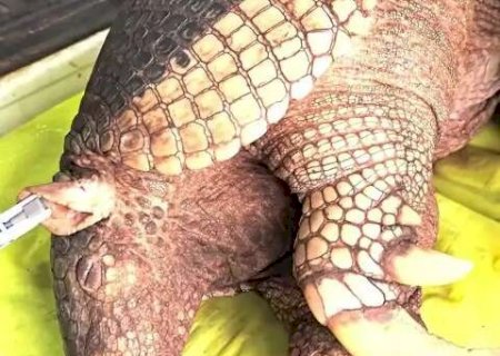 Amea&ccedil;ado de extin&ccedil;&atilde;o, tatu-canastra de MS vai ser monitorado por GPS