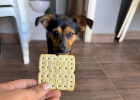 Comidas proibidas para pets: saiba quais alimentos podem ser fatais