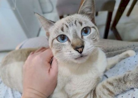 Fam&iacute;lia procura por gata desaparecida na Vila Almeida