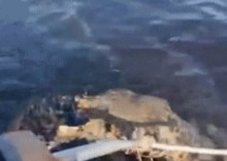 Pescador ajuda filhote de on&ccedil;a a reencontrar a m&atilde;e no Pantanal