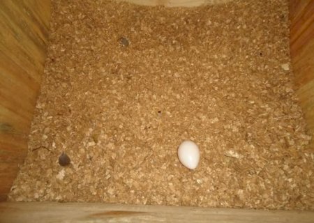 Ovo encontrado no Pantanal marca in&iacute;cio da reprodu&ccedil;&atilde;o das araras