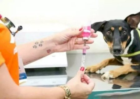 Z&eacute; Pereira recebe mutir&atilde;o gratuito de castra&ccedil;&atilde;o e consultas para pets