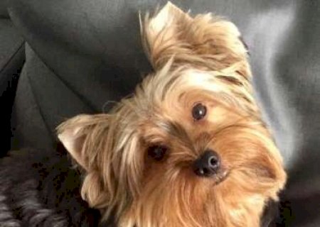 TJ mant&eacute;m indeniza&ccedil;&atilde;o de 10 mil a tutores de c&atilde;o morto sob cuidados de estudante