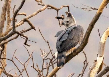 "Quase entidade", uma das maiores &aacute;guias do mundo reaparece no Pantanal de MS