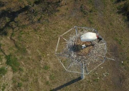 Ninho artificial vira lar de tuiui&uacute;s no Pantanal e rende novos registros