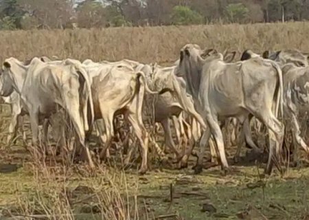 Dono de fazenda é investigado por maus-tratos após rebanho ser encontrado em estado de extrema magreza