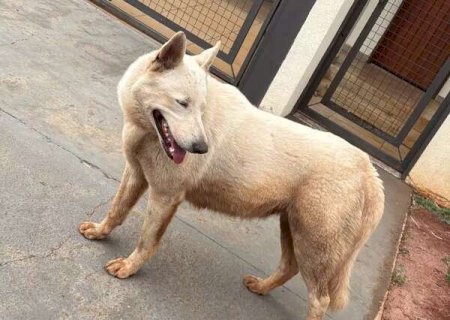 Veterin&aacute;ria pede ajuda para encontrar dono de cachorro perdido no Rita Vieira