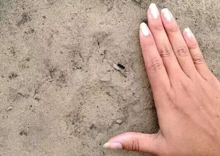 On&ccedil;as continuam aparecendo na orla de Corumb&aacute;, mas com menos frequ&ecirc;ncia