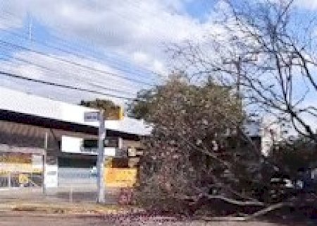 Vento derruba &aacute;rvore e interdita Avenida Jos&eacute; Nogueira Vieira