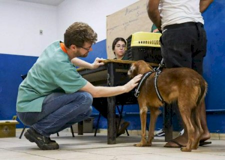 Mutir&atilde;o da castra&ccedil;&atilde;o de pets vai ao Pioneiros nesta semana