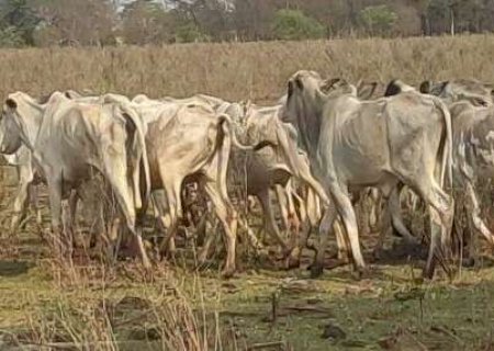 Fazendeiro de Dourados &eacute; investigado por maus-tratos a animais