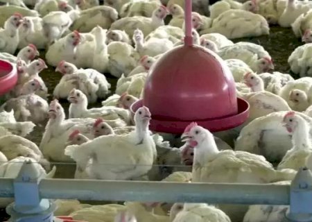 Kuwait, Bahrein, Alb&acirc;nia e Turquia voltam a comprar frango do Brasil
