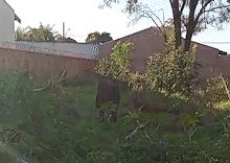 Moradora encontra cavalos vagando pelo Centro-Oeste e procura donos