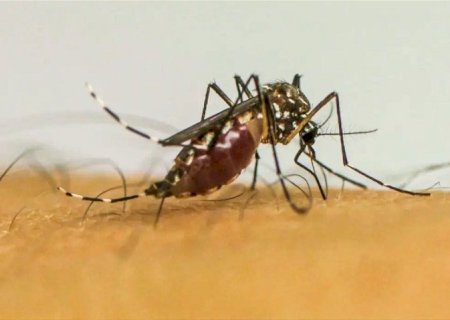 Doenças transmitidas por mosquitos serão “novo normal' na Europa