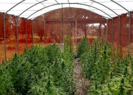 Justi&ccedil;a autoriza associa&ccedil;&atilde;o de MS a cultivar e distribuir cannabis medicinal