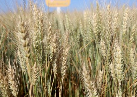Clima divide o campo: perdas no trigo e avan&ccedil;o do milho marcam julho em MS
