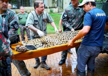 On&ccedil;a que matou Jorginho foi retirada do Estado por receio de vingan&ccedil;a