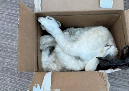Com ajuda de c&atilde;o, 10 fetos de lhama s&atilde;o encontrados em &ocirc;nibus clandestino