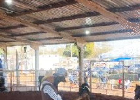 Campeonato de Ranch Sorting em MS atrai competidores at&eacute; dos EUA