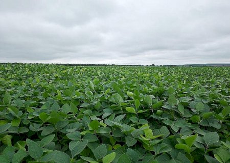 MS recebe a Abertura Nacional do Plantio da Safra de Soja 2025/2026 em 3 de outubro
