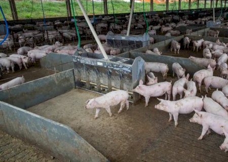 Produção de carne suína e de frango terá volume recorde em 2026