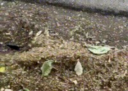 Falta de limpeza deixa bueiros entupidos com lixo em Campo Grande