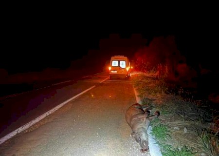 Ambul&acirc;ncia da prefeitura atinge anta, mulher fica ferida e animal morre