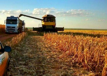 Colheita do milho em MS chega a 99,6% e confirma safra recorde