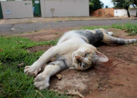 Voc&ecirc; sabia? Maior exposi&ccedil;&atilde;o solar aumenta frequ&ecirc;ncia do cio em gatas