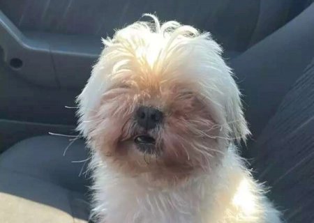 Shih tzu &eacute; resgatada perambulando sozinha e engenheira busca por tutor