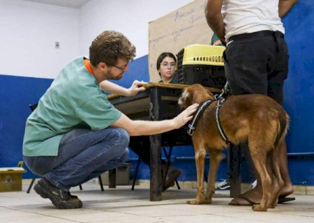 Exercer ilegalmente a veterin&aacute;ria pode levar at&eacute; cinco anos de pris&atilde;o