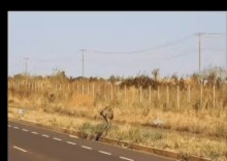 Emas surpreendem motoristas ao atravessar avenida perto do aeroporto